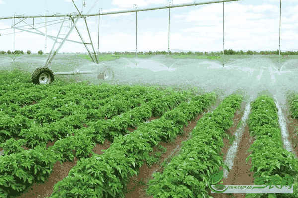 秋季种植高产土豆的施肥流程步骤和土豆的需肥特性